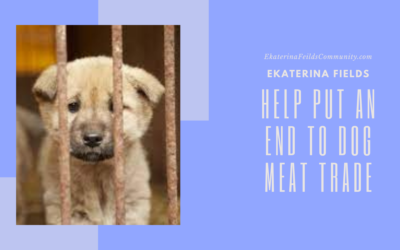 Help Put an End to the Dog Meat Trade