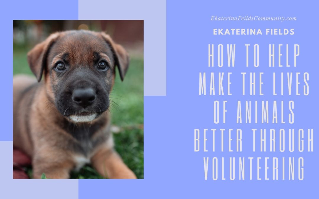 How To Help Make The Lives Of Animals Better Through Volunteering