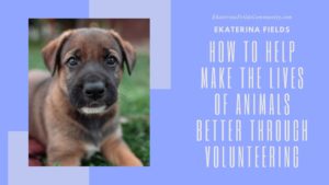 How To Help Make The Lives Of Animals Better Through Volunteering